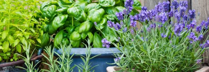 Töpfe mit Kräutern